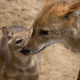Illustration for article titled ZOMG CONSOLIDATED CUTENESS OF THE BABY ANIMALS!!!